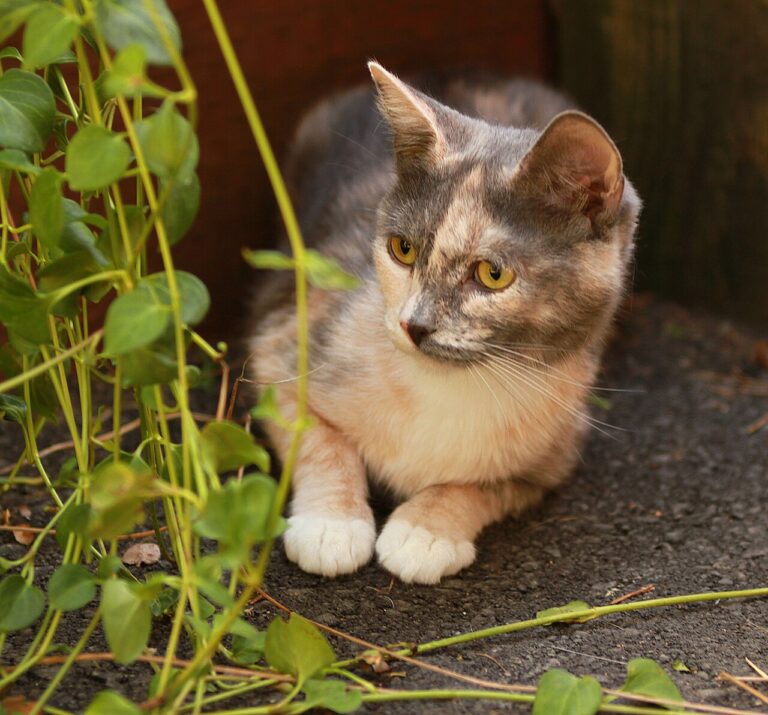 A cat holding a small book while looking up at a branch outside the window