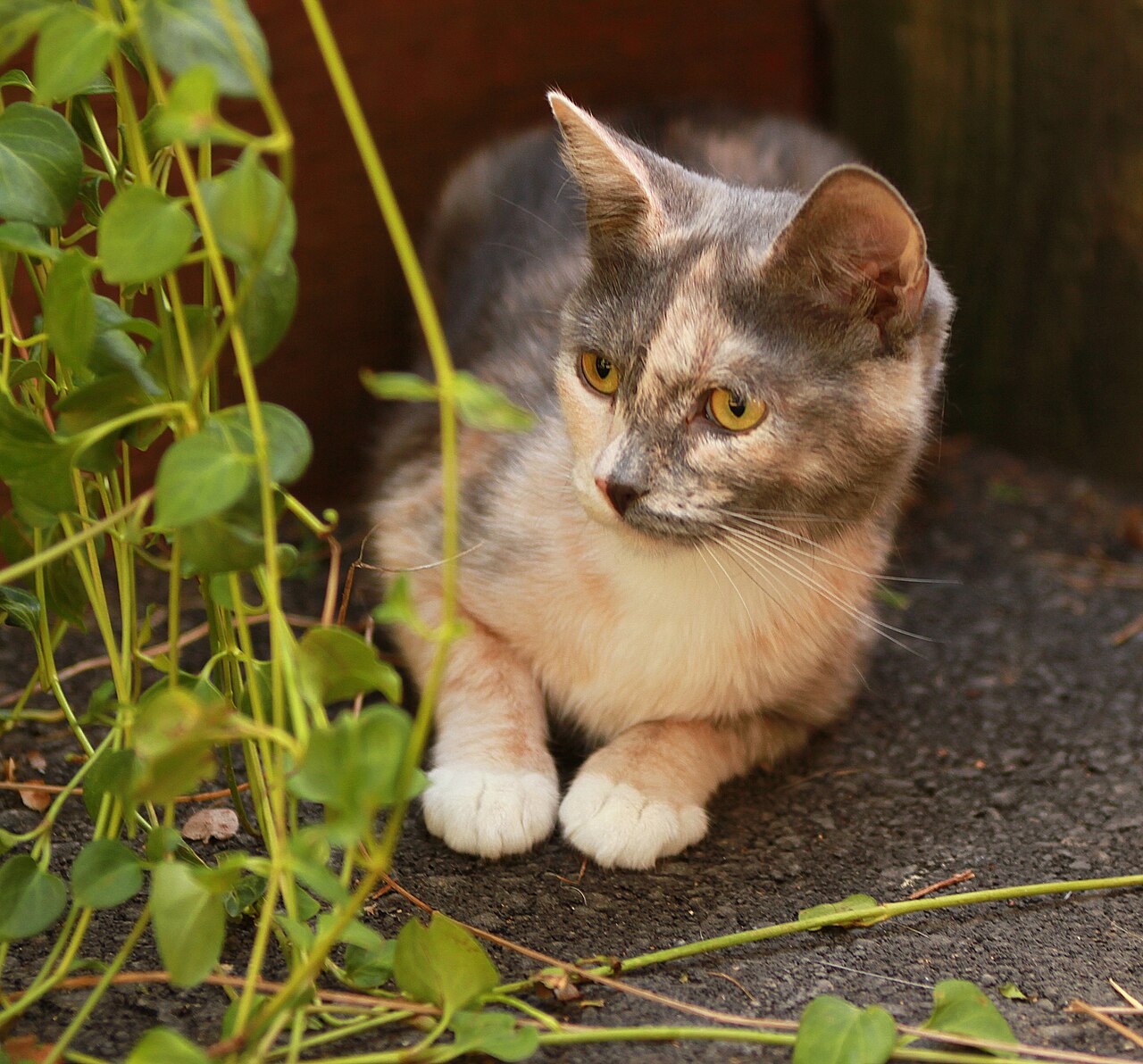 A cat holding a small book while looking up at a branch outside the window