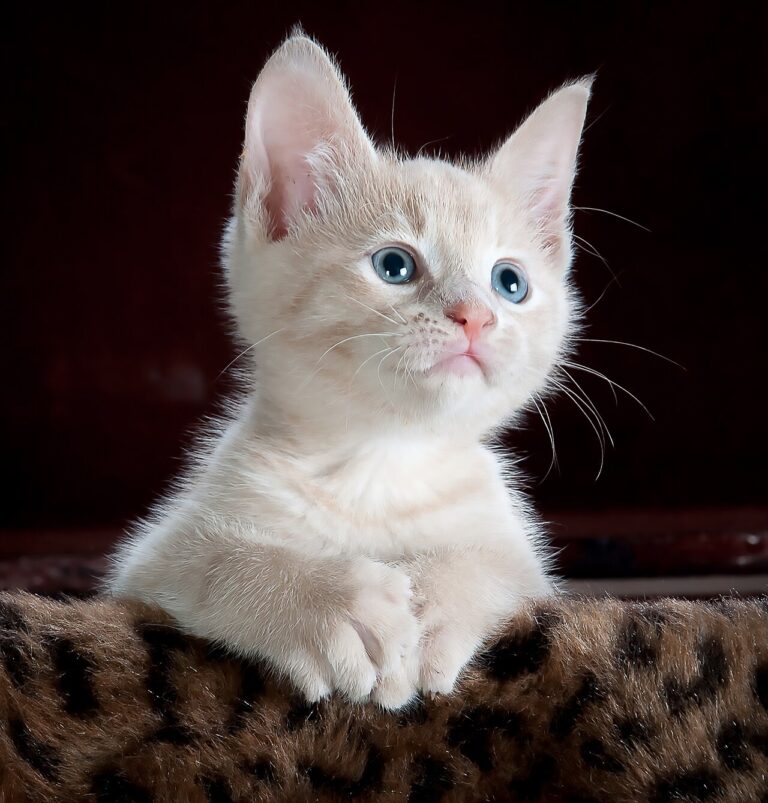 A cat looking intently at a squirrel on a fence through the glass