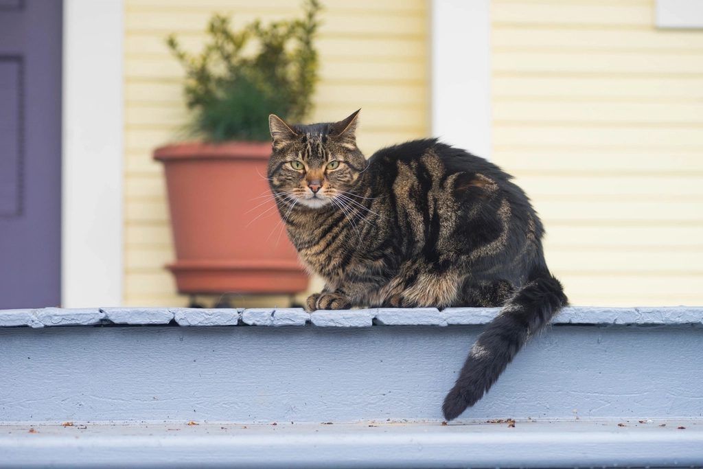 A cat at Window Seat Wildlife Tours