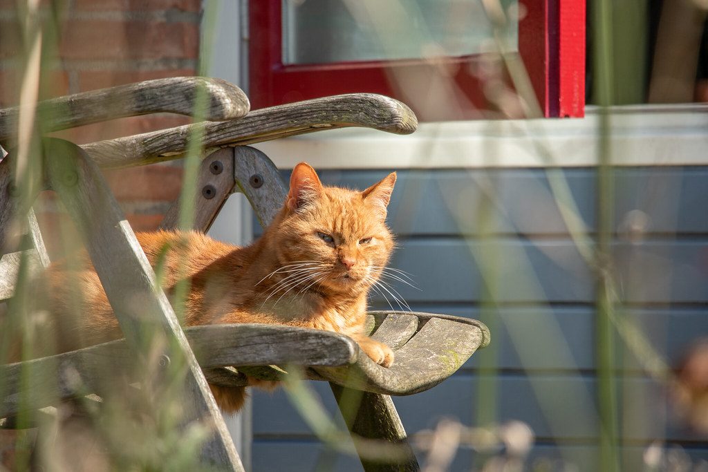 A cat at Window Seat Wildlife Tours Dawn Chorus Tour