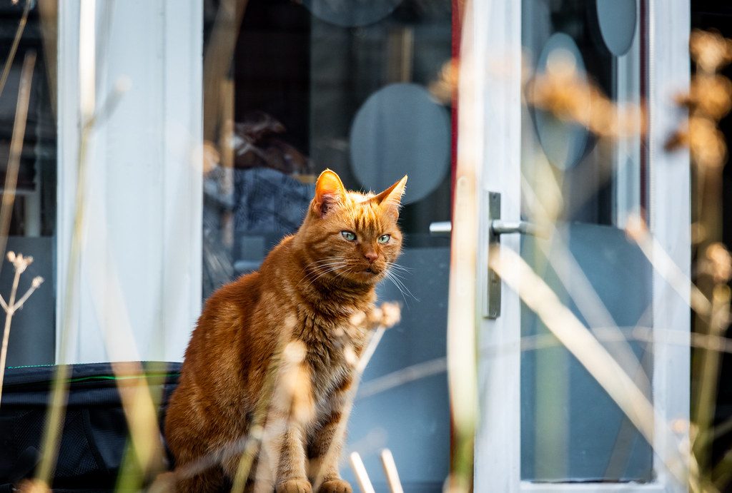 A cat at Window Seat Wildlife Tours Feeder Watch Package