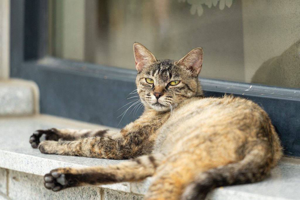 A cat at Window Seat Wildlife Tours Chattering Masterclass