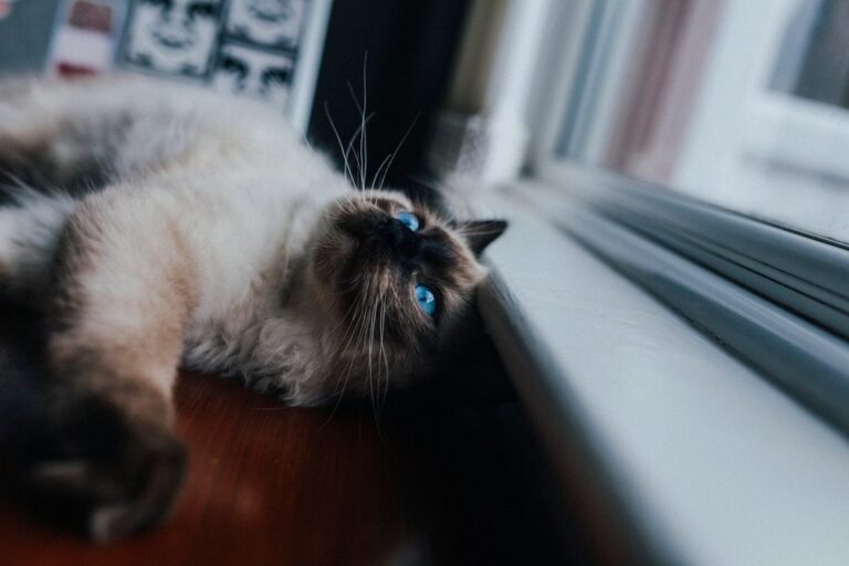 A cat at Window Seat Wildlife Tours