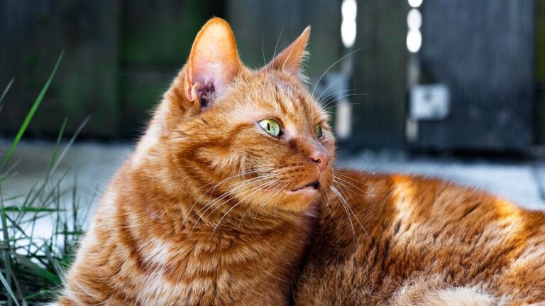 A cat at Window Seat Wildlife Tours