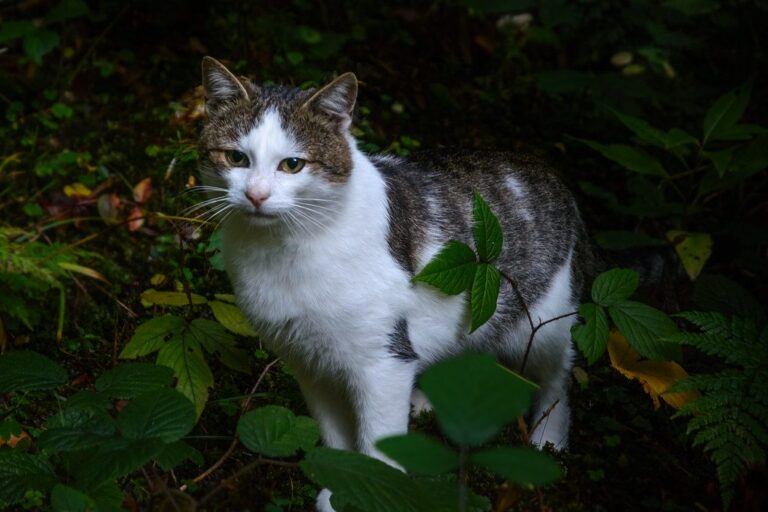 A cat at Window Seat Wildlife Tours
